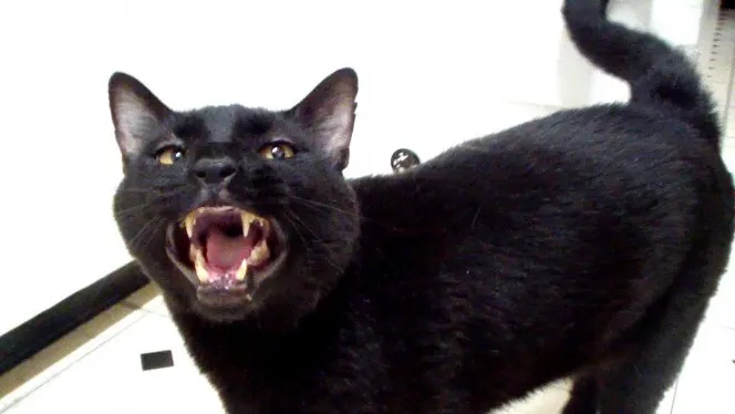 Meme les amateurs de chats 07
