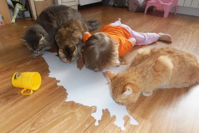 Meme les amateurs de chats 09