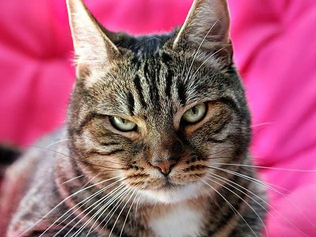 Meme les amateurs de chats 10