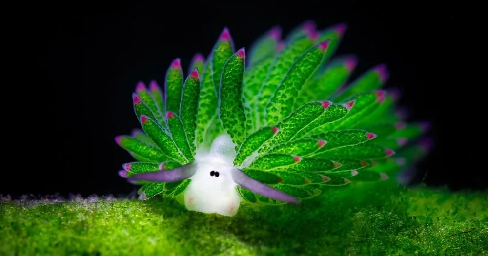 Un mouton de mer ? Cette adorable limace de mer mange tellement d’algues qu’elle est capable de photosynthèse.