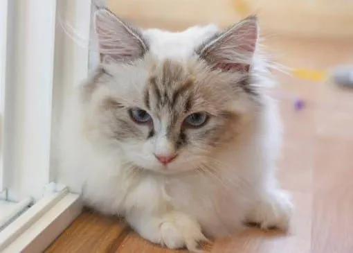 Munchkin : le chat nain qui fait fondre la toile
