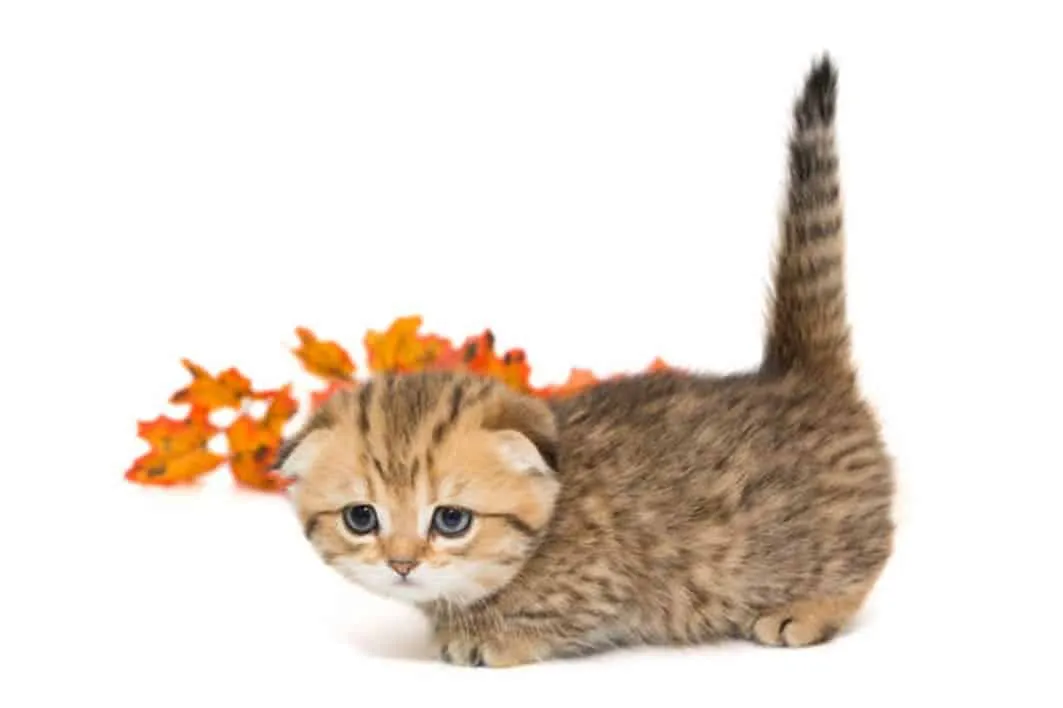 chaton munchkin