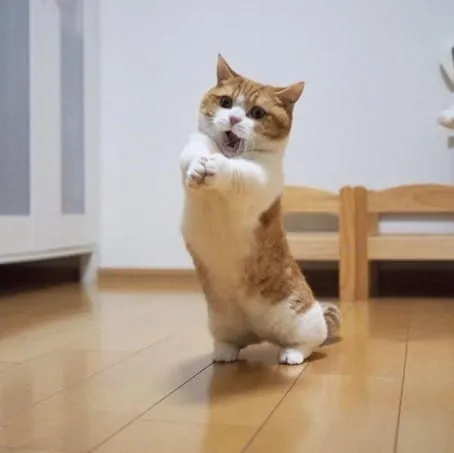 chat nain munchkin