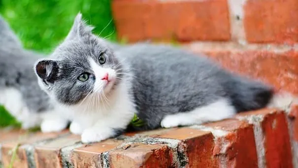chat munchkin gris