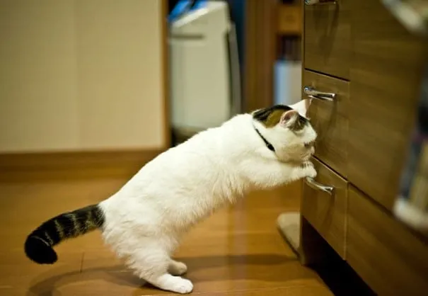 chat munchkin