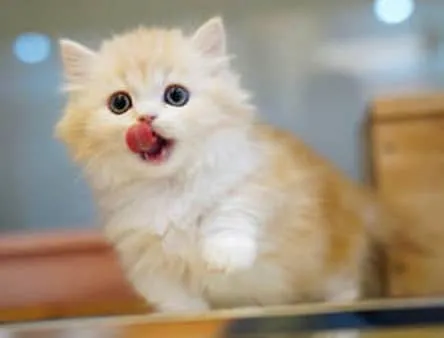 chaton munchkin