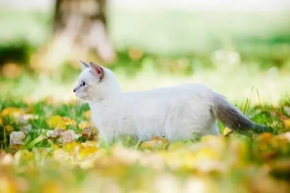 munchkin chaton prix
