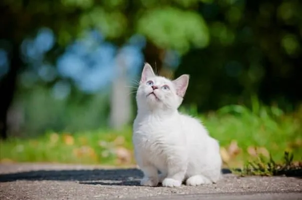 chat pattes courtes 