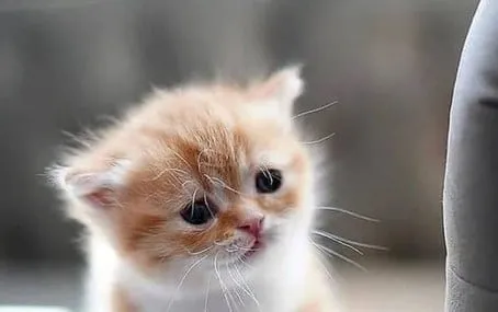 chat munchkin