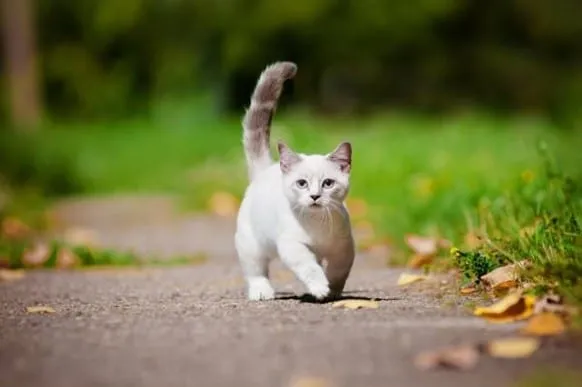 chat pattes courtes