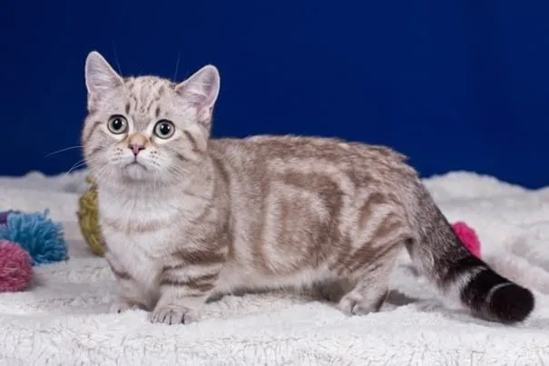 chat à pattes courtes