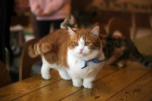chat petite taille