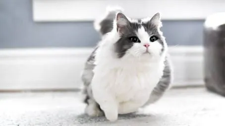munchkin poil long