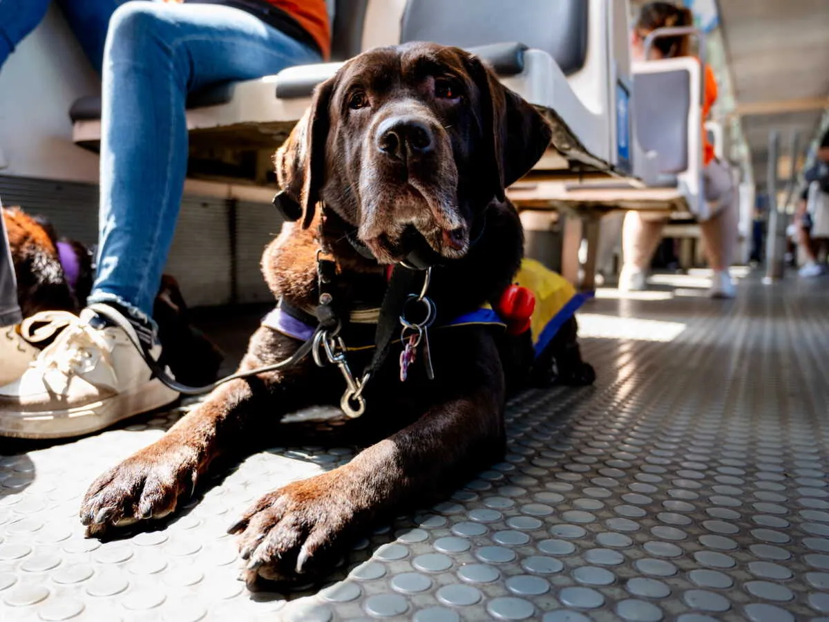 Omar Sy de nouveau interpellé en gare de Lyon pour refus de museler son chien et les enjeux juridiques et sociaux