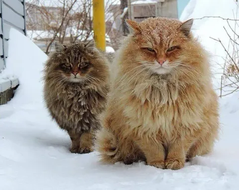 Gros chats 3