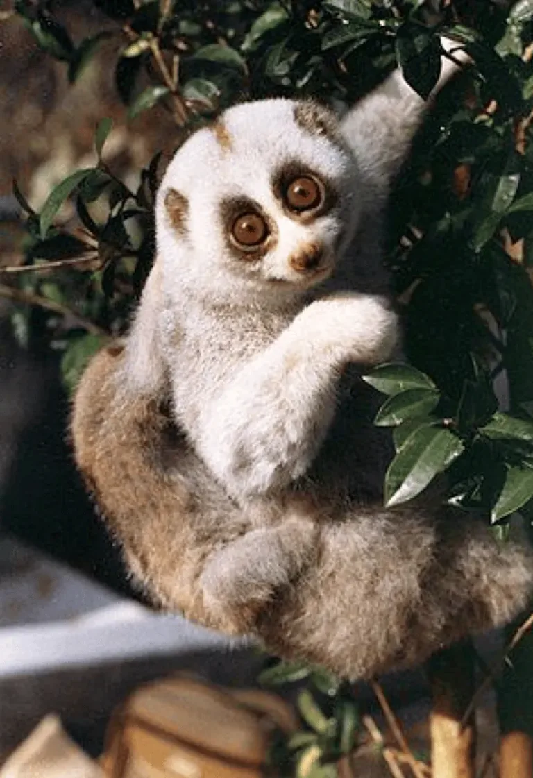 loris lent