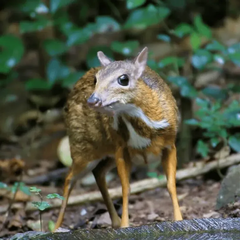 40 photos des animaux sauvages les plus mignons