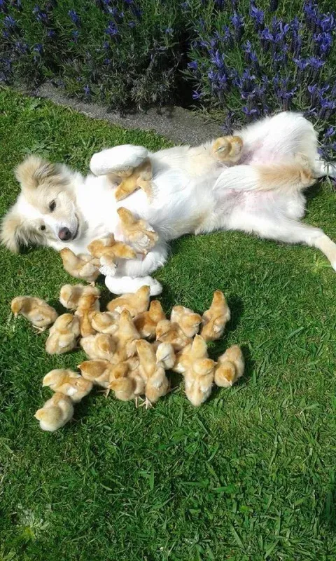 925