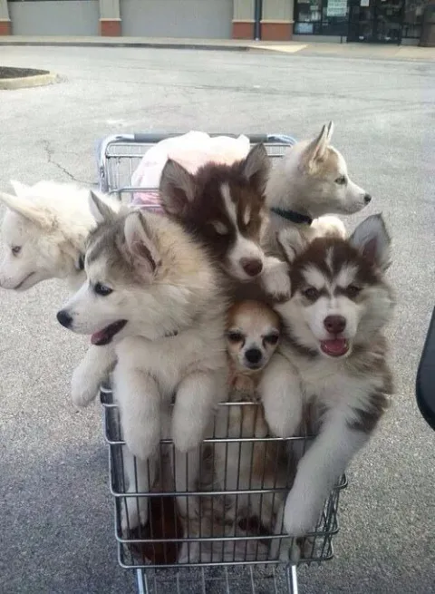 42 photos qui devraient vous rendre presque trop heureux