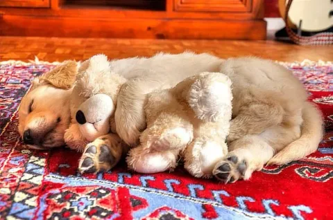 42 photos qui devraient vous rendre presque trop heureux