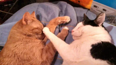 42 photos qui devraient vous rendre presque trop heureux