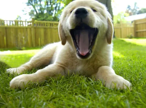 42 photos qui devraient vous rendre presque trop heureux