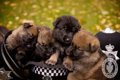 42 photos qui devraient vous rendre presque trop heureux