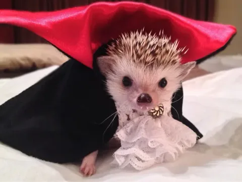 42 photos qui devraient vous rendre presque trop heureux
