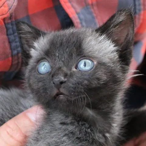 Courtesy of Kathryn Van Beek at Bruce the Kitten