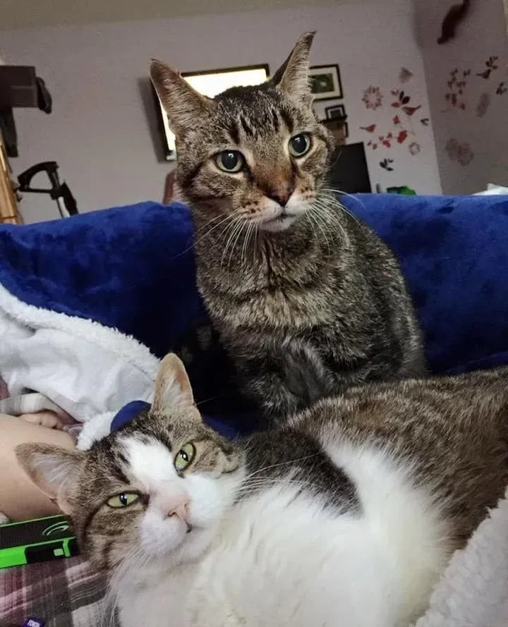 KITTY ADVENTURE RESCUE LEAGUE & SANCTUARY