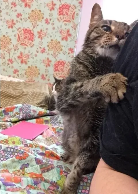 KITTY ADVENTURE RESCUE LEAGUE & SANCTUARY