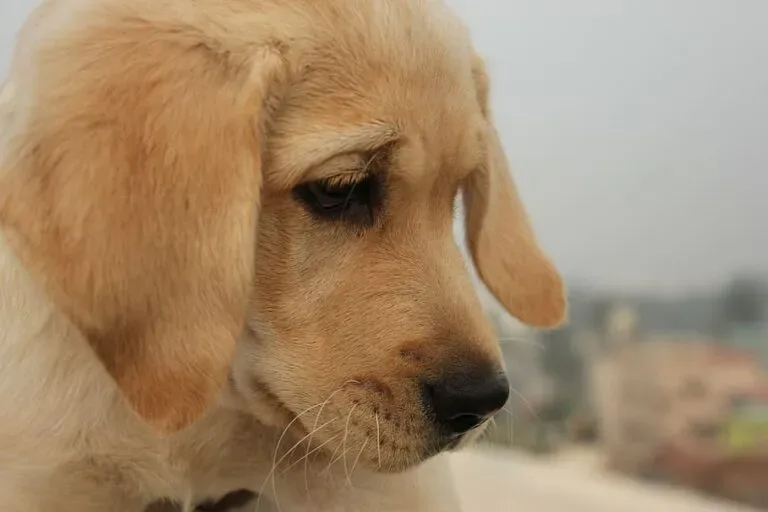 chiot perdu retrouve dans le jardin dune femme elle est surprise lorsquelle le ramasse