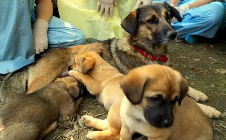 Life with Dogs TV