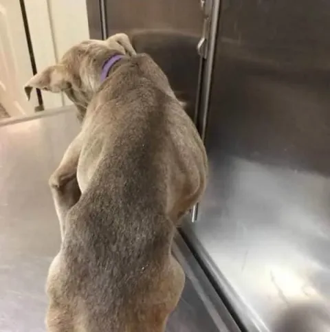 Granite Hills Animal Care
