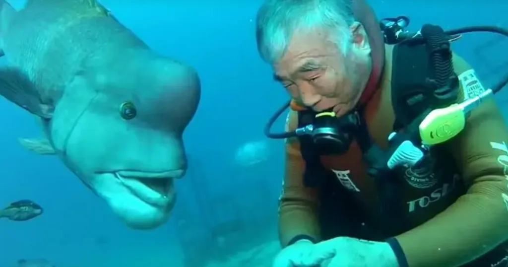 la friendship improbable de 25 ans entre un plongeur humain et un poisson