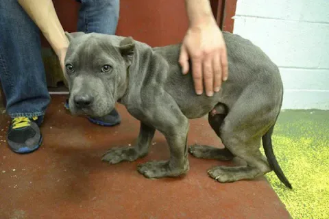 Photo credit: Second Chance Rescue NYC Dogs