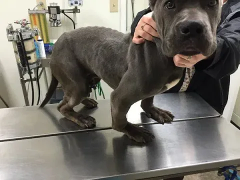 Photo credit: Second Chance Rescue NYC Dogs