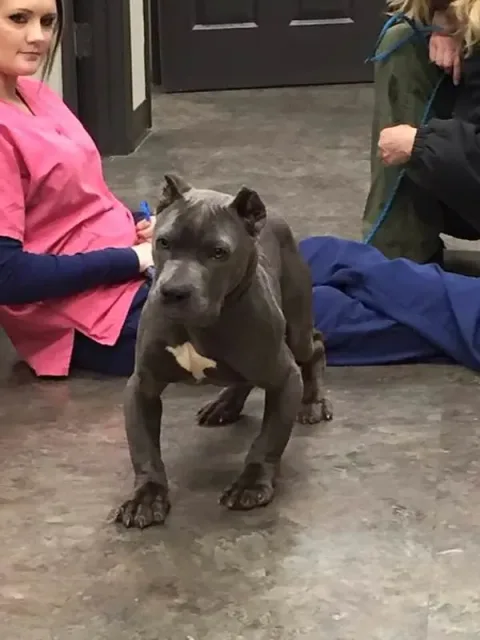 Photo credit: Second Chance Rescue NYC Dogs
