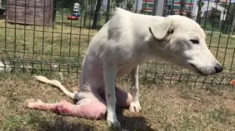 He'Art of Rescue