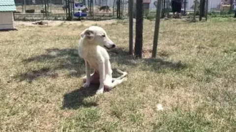 He'Art of Rescue