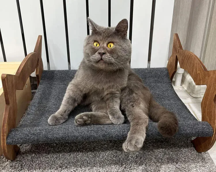 le felin celebre sur instagram ressemble a un personnage de dessin anime dans la vraie vie
