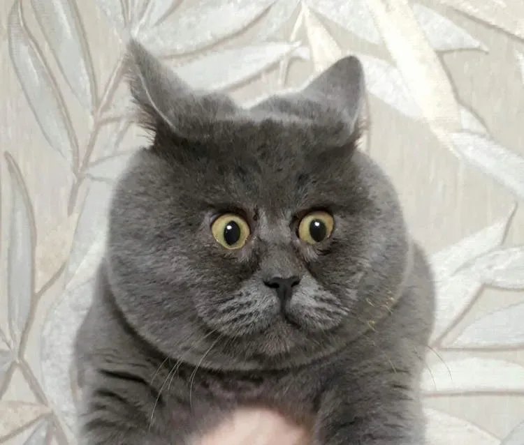 le felin celebre sur instagram ressemble a un personnage de dessin anime dans la vraie vie