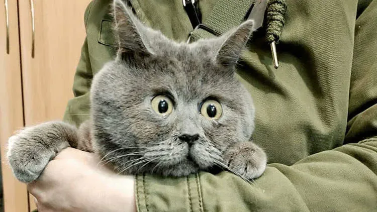 le felin celebre sur instagram ressemble a un personnage de dessin anime dans la vraie vie