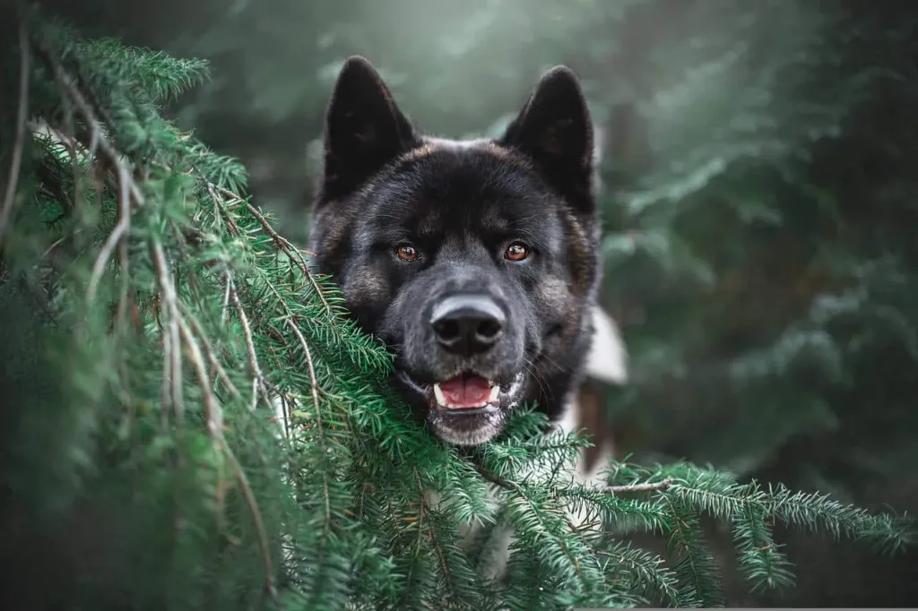 les 30 races de chiens les plus mignonnes