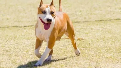 les 30 races de chiens les plus mignonnes