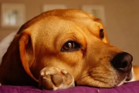 les 30 races de chiens les plus mignonnes