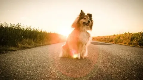 les 30 races de chiens les plus mignonnes