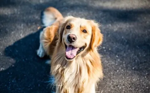 les 30 races de chiens les plus mignonnes
