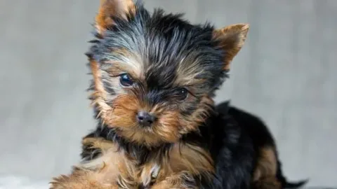 les 30 races de chiens les plus mignonnes