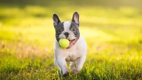 les 30 races de chiens les plus mignonnes